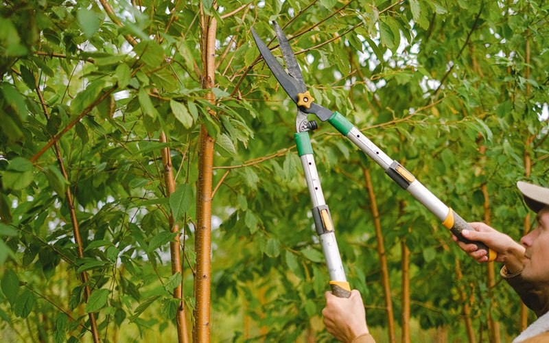 Tree trimming in Rogerson, ID